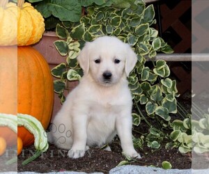 English Cream Golden Retriever Puppy for sale in QUARRYVILLE, PA, USA