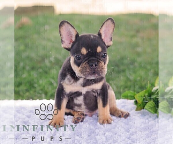 Medium Photo #3 French Bulldog Puppy For Sale in REBERSBURG, PA, USA