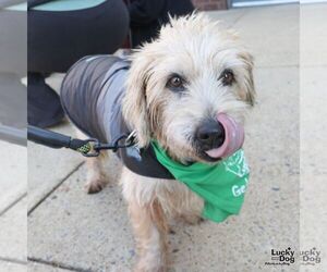 Unknown-Wheaten Terrier Mix Dogs for adoption in Washington, DC, USA