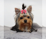 Small #2 Yorkshire Terrier