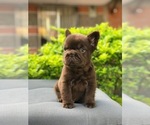 Small #3 French Bulldog