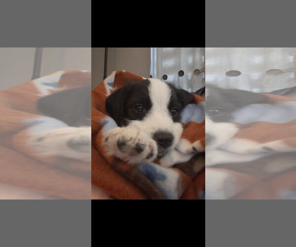 Medium Photo #1 Mutt Puppy For Sale in Plainfield, IL, USA