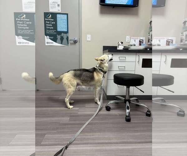 Medium Photo #9 Siberian Husky-Unknown Mix Puppy For Sale in Gretna, NE, USA