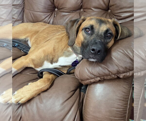 Medium Photo #1 Mutt Puppy For Sale in Fargo, ND, USA