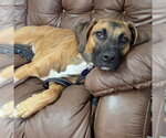 Cornelia - Female Mutt Dog for Adoption - Small photo