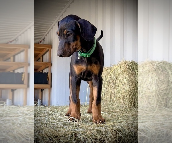 Medium Photo #9 Doberman Pinscher Puppy For Sale in HAMMOND RANCH, CA, USA