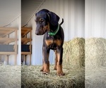 Small #8 Doberman Pinscher