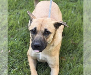 Toccoa - Female Mutt Dog for Adoption