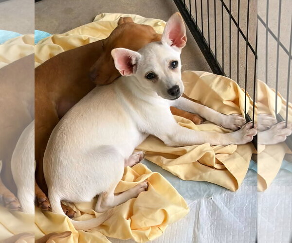 Medium Photo #2 Chihuahua-Unknown Mix Puppy For Sale in Wakefield, RI, USA