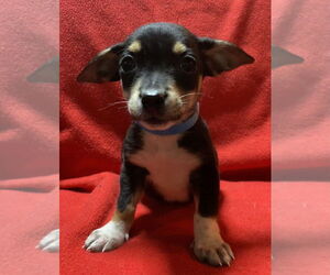 Mutt Dogs for adoption in Mundelein, IL, USA