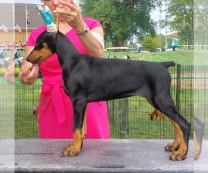 Doberman Pinscher Puppy for sale in SOUDERTON, PA, USA