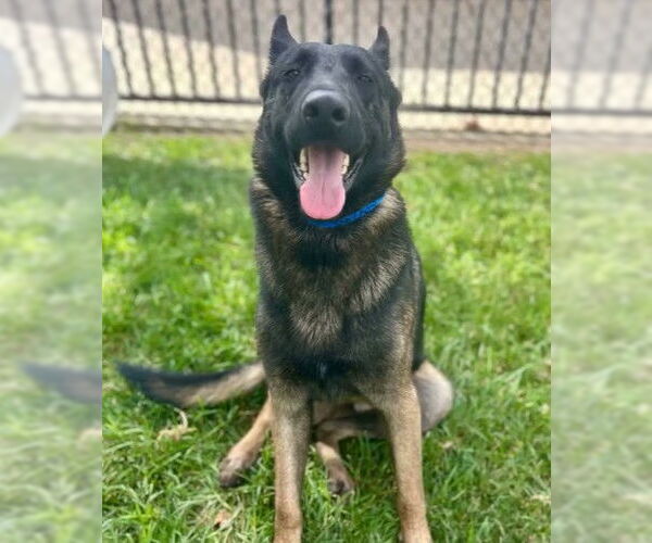 Medium Photo #1 German Shepherd Dog-Unknown Mix Puppy For Sale in Riverside, CA, USA