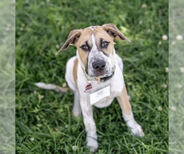 Medium Photo #8 Mutt Puppy For Sale in San Diego, CA, USA