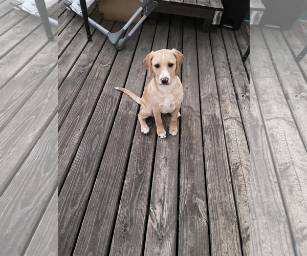 Medium Photo #6 Labbe Puppy For Sale in Hinckley, IL, USA
