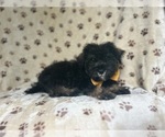Small #1 Schnauzer (Miniature)