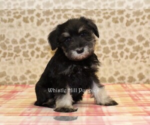 Schnauzer (Miniature) Puppy for sale in DENVER, PA, USA