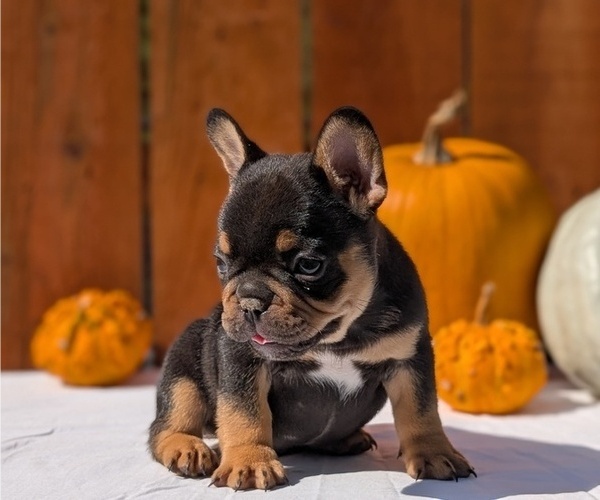Medium Photo #1 French Bulldog Puppy For Sale in GOSHEN, IN, USA