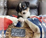 Small Photo #47 Miniature Australian Shepherd Puppy For Sale in BONNERS FERRY, ID, USA