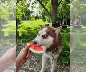Siberian Husky Puppy for sale in BRADFORD, OH, USA
