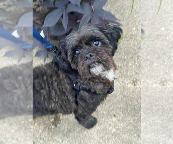 Medium Photo #4 Shih Tzu Puppy For Sale in Mount Laurel, NJ, USA