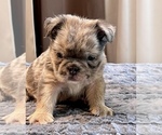 Small #14 English Bulldog