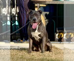 Dixie - Female American Pit Bull Terrier Dog for Adoption - Small photo