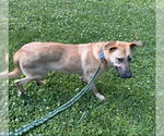 Small #3 German Shepherd Dog Mix