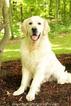 Small Photo #1 Golden Retriever Puppy For Sale in STRATFORD, CT, USA