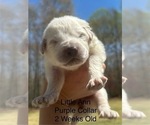 Small #2 Great Pyrenees