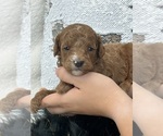 Small #3 Goldendoodle (Miniature)