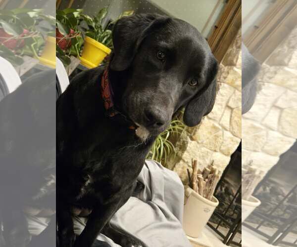 Medium Photo #1 Labrador Retriever-Unknown Mix Puppy For Sale in Castle Rock, CO, USA