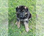 Small Photo #9 German Shepherd Dog Puppy For Sale in BRIDGEWATER, NH, USA