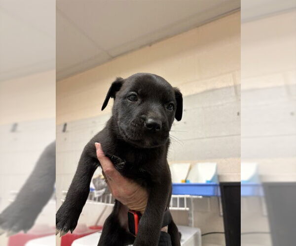 Medium Photo #1 Mutt Puppy For Sale in Oklahoma City, OK, USA