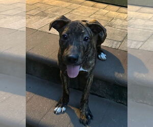 Retriever -Unknown Mix Dogs for adoption in Woodbury, NY, USA