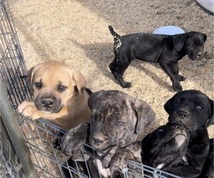 Cane Corso Puppy for sale in NUEVO, CA, USA