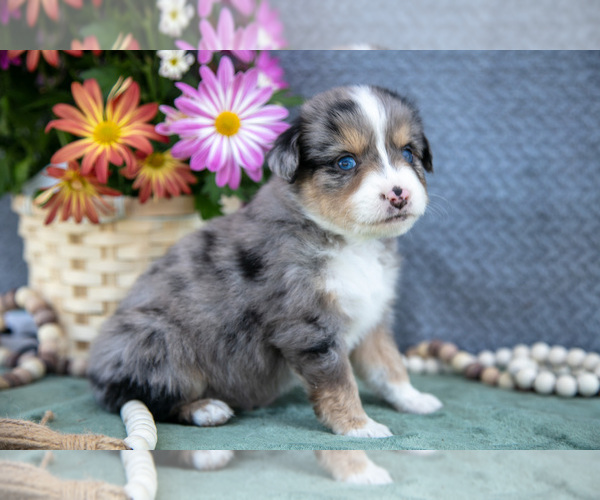 Medium Photo #22 Miniature Australian Shepherd Puppy For Sale in CLARE, MI, USA