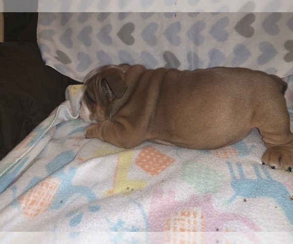 Medium Photo #9 Bulldog Puppy For Sale in FLINT, MI, USA
