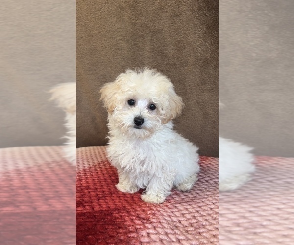 Medium Photo #5 Poodle (Toy) Puppy For Sale in MARTINSVILLE, IN, USA