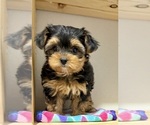 Small #10 Morkie