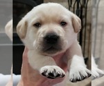 Puppy Yellow Male Labrador Retriever
