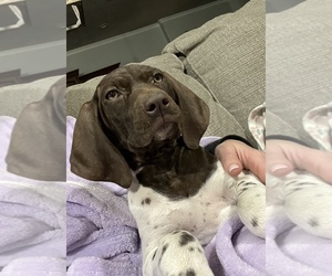 German Shorthaired Pointer Puppy for sale in SULPHUR SPGS, TX, USA