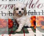 Puppy 2 Cavapoo