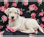 Small Photo #4 Dogo Argentino Puppy For Sale in QUARRYVILLE, PA, USA