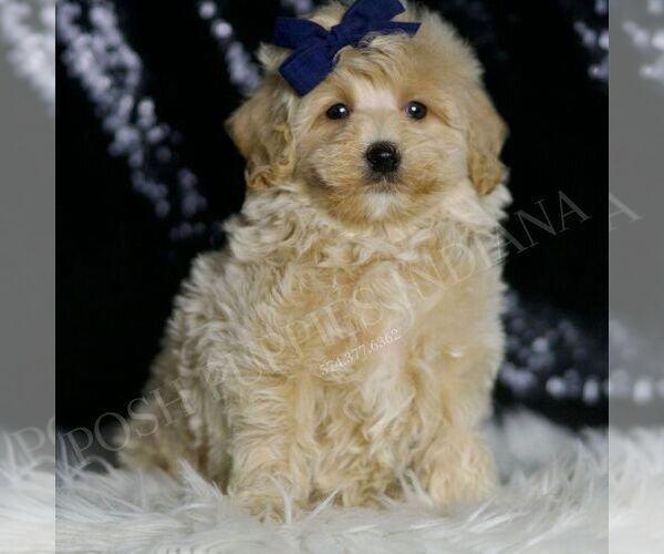 Medium Photo #1 Maltipoo (Miniature) Puppy For Sale in WARSAW, IN, USA