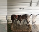 Small Photo #2 German Shorthaired Pointer Puppy For Sale in ENTERPRISE, AL, USA