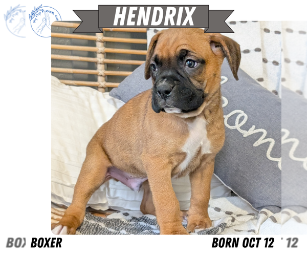 Medium Photo #1 Boxer Puppy For Sale in GOSHEN, IN, USA