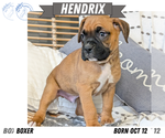 Puppy Hendrix Boxer
