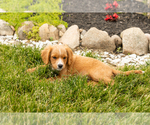 Small Photo #21 Golden Cavadoodle Puppy For Sale in MILLERSBURG, IN, USA