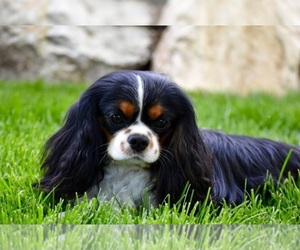 Father of the Cavalier King Charles Spaniel puppies born on 01/24/2024