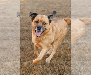 Mason - Male Golden Retriever-Unknown Mix Dog for Adoption - Photo #3